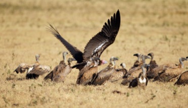 A Lappet Faced Vulture taking off in midst of a group of White-backed Vultures