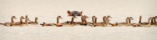 Hippo and Egyptian Geese
