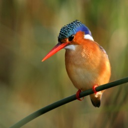 Malachite Kingfisher (C) Christian Sperka Photography