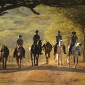 The Pakamisa team training young horses ...